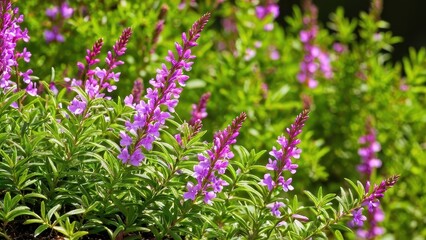 Obraz premium Mexican heather. Japanische Myrte - Cuphea hyssopifolia