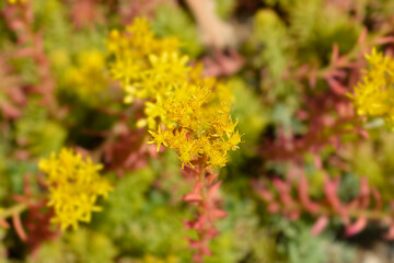 Rock stonecrop Angelina flowers