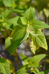 Pineapple sage Ananas flower buds and leaves