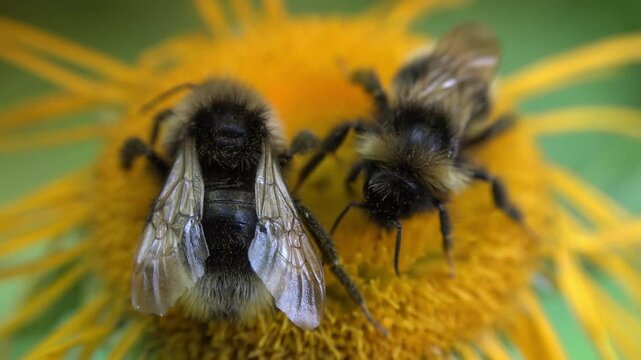 Mountain bumblebee pollinates a Telekia speciosa flower
