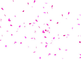 Pink and gold petal lotus flowers 3d illustration. Dhanteras, Akshaya Tritiya celebration and Diwali festival celebration .Flower petal falling .Beautiful pink lotus or water lily flowers blooming on
