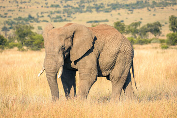 Elephant at Pilanesberg National Park in South Africa