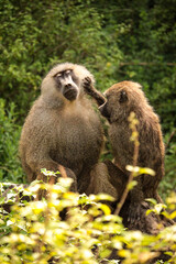 Two baboons in Kenya