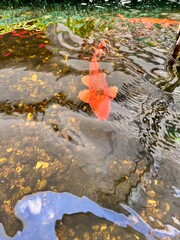 koi pond