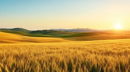 Obraz premium Golden wheat fields bask in the warm glow of a beautiful sunrise, showcasing nature's beauty and tranquility.