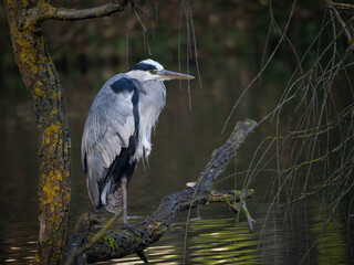 gray heron (Ardea cinerea) feeding by the pond and sitting on a tree branch