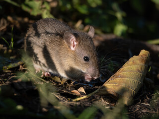 young rat (rattus) eating food by the water in the rays of the autumn sun.