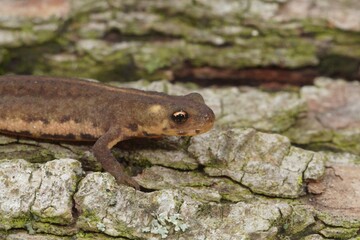 Closeup on a juvenile Northern banded newt, Ommatotriton ophryticus
