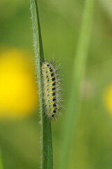 Fototapeta premium Yellow and Black Zygaene filipendula or Six-spot Burnet moth Caterpillar on Leaf