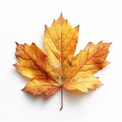 Obraz premium autumn maple leaf