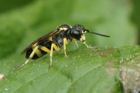 Closeup on a yellow black striped sawlfy, Tenthredo zonula