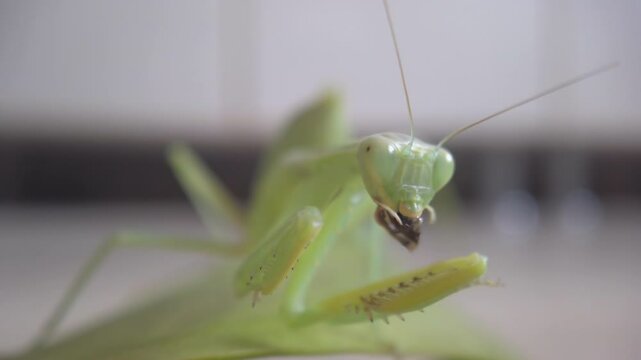 The amazing praying mantis - a predatory insect, close up