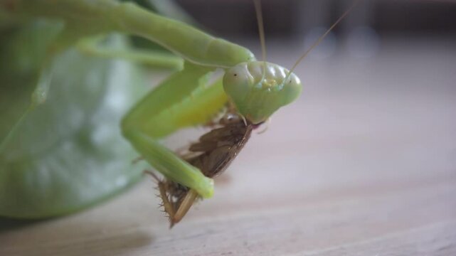 The amazing praying mantis - a predatory insect, close up