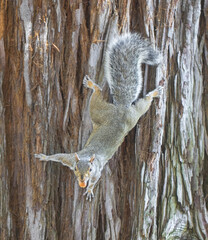 Fototapeta premium Eastern Gray Squirrel on Redwood Tree Trunk with Acorn. Santa Clara County, California, USA.