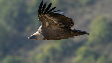 Obraz premium Griffon vulture in flight near Rémuzat in Provence, France