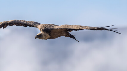 Griffon vulture in flight near Rémuzat in Provence, France
