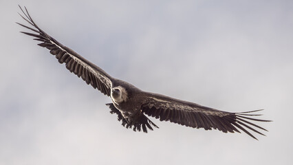 Griffon vulture in flight near Rémuzat in Provence, France