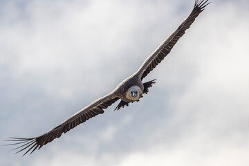Griffon vulture in flight near Rémuzat in Provence, France
