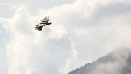 Griffon vulture in flight near Rémuzat in Provence, France