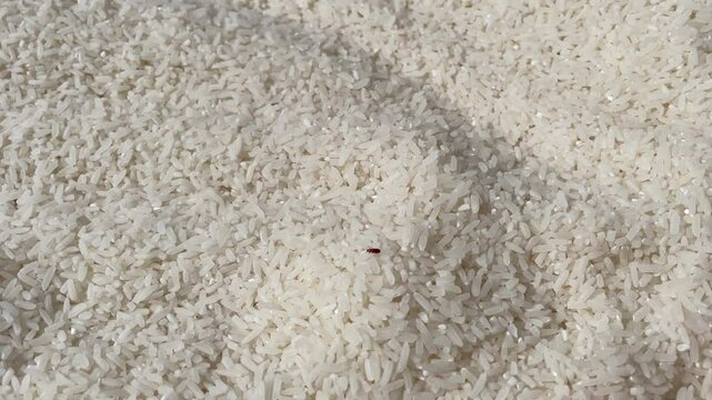 rice lice walking in a pile of rice.