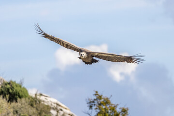 Griffon vulture in flight near Rémuzat in Provence, France