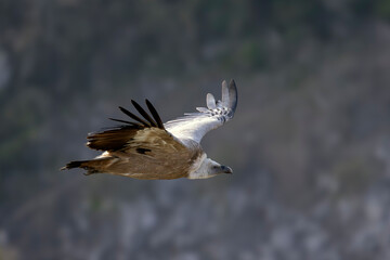 Obraz premium Griffon vulture in flight near Rémuzat in Provence, France