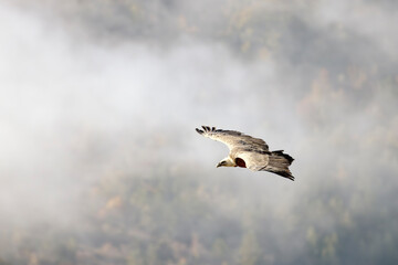 Griffon vulture in flight near Rémuzat in Provence, France