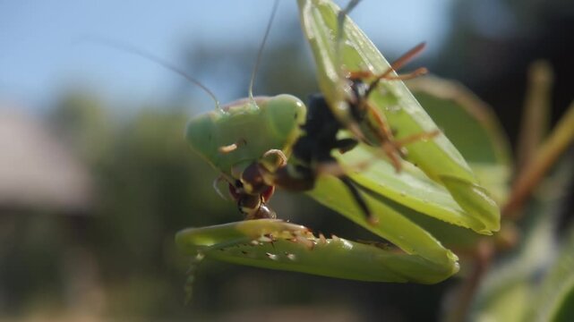 The amazing praying mantis - a predatory insect, close up