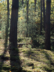 Midday Sunlight in an October Forest: Pines and Moss on a Sunlit Ukrainian Hillside