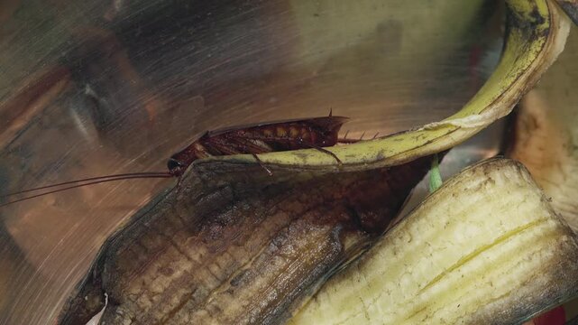 Huge cockroach among the scraps of perishable food and plates