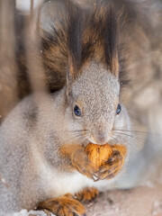 Obraz premium The squirrel with nut sits on tree in the winter or late autumn