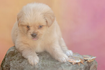 A fat puppy is eating a salted fish head that has fallen to the ground. Mammals that are commonly used as human pets have the scientific name Canis lupus familiaris.