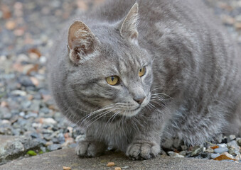 A portrait of a cute house cat male outdoors