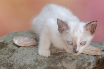 A kitten is eating a salted fish head that fell to the ground. Mammals that are commonly used as human pets have the scientific name Felis catus.