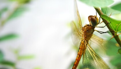 photo of a beautiful dragonfly perched on a jujube tree trunk, yellow dragonfly