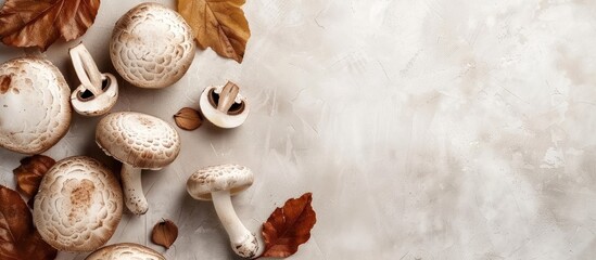 Obraz premium Polish mushroom on a light background Copyspace Top view Organic forest food fresh picked edible Porcini mushroom Autumn harvest theme Mushroom foraging