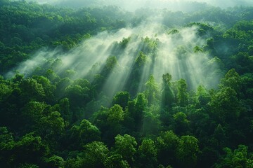 Obraz premium Serene forest landscape with sun rays piercing through lush green canopies, creating a tranquil and mystical atmosphere in the early morning mist.