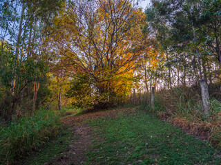 Obraz premium Autumn Tree in Morning Light