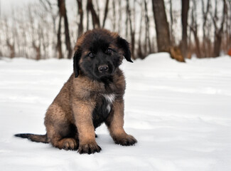 Naklejka premium puppy Leonberger in nature