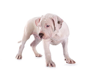 puppy bully XXL in studio
