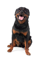 rottweiler in studio