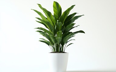 Fototapeta premium home plant on a clean white background 