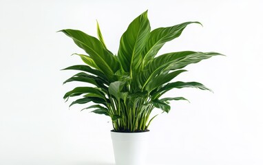 Fototapeta premium home plant on a clean white background 