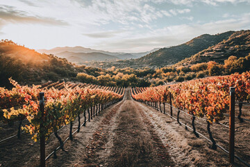 Fototapeta premium Grape field growing for wine. Vineyard hills. Summer scenery with wineyard rows 