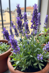 Fototapeta premium Lavender herbs in pots on balcony, calming mood, with city view in background, herbs for balcony cooking