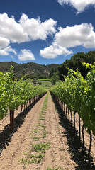 Obraz premium beautiful Grape field growing for wine yard summer 