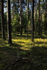 Light and shadows in a morning pine forest