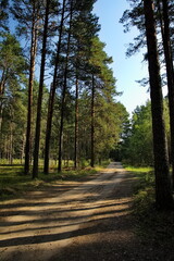 Light and shadows in a morning pine forest