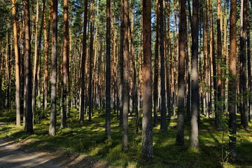 Light and shadows in a morning pine forest