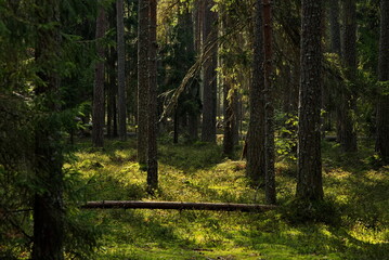 Light and shadows in a morning pine forest